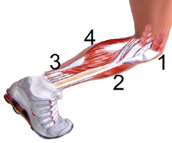side view of the calve muscles