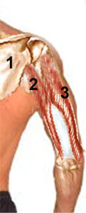 tricep muscle anatomy